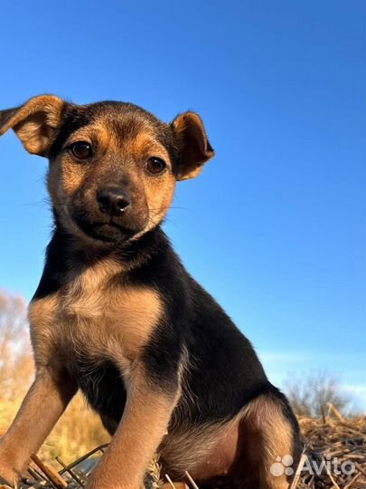 Щенок в добрые руки