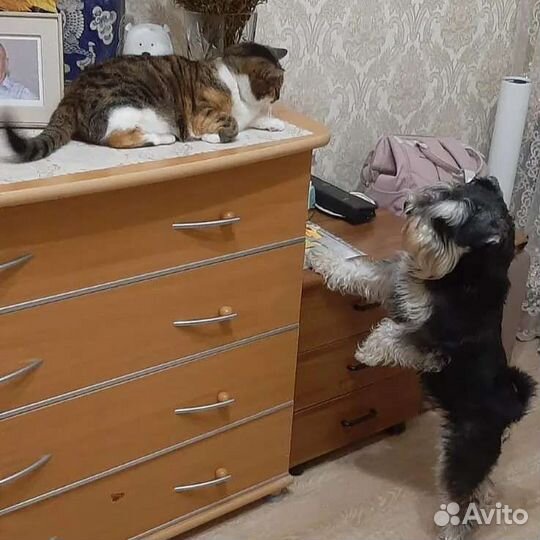 Цвергшнауцер вязка