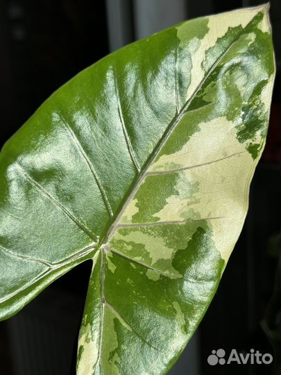 Алоказия блэк стем вариегатная