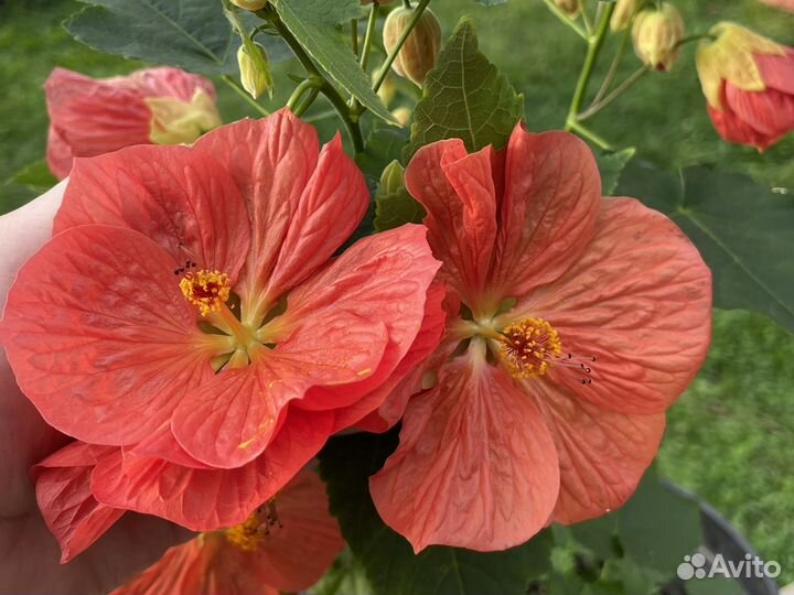 Абутилоны цветущие