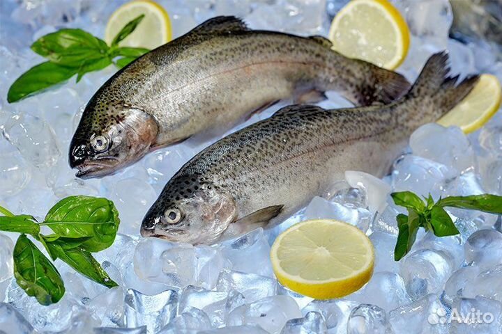 Форель охл нпсг 2023 Карелия