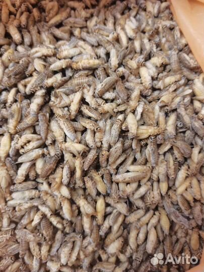 Сверчок заморозка, Зофобас, тараканы