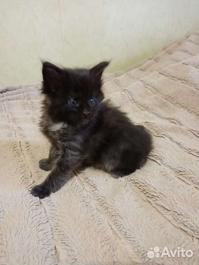 Котята мейн-кун