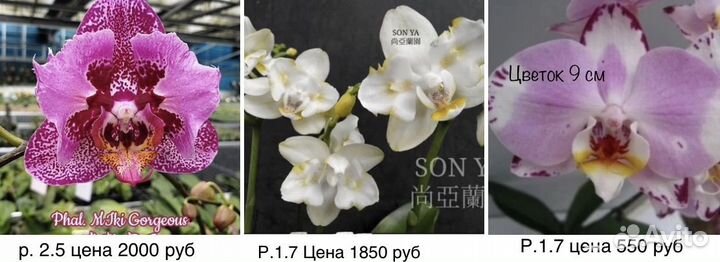 Орхидея Фаленопсис Бабочка пелор трилипс мутант