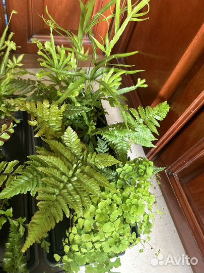 Папоротники редкие