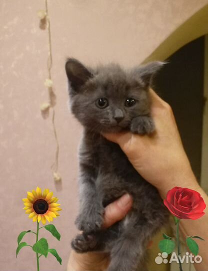 Котята в добрые ручки