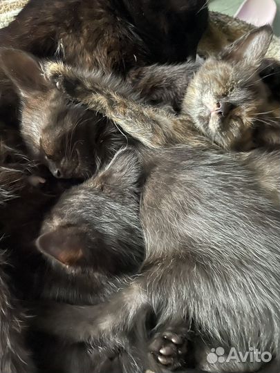 Кошки в добрые руки