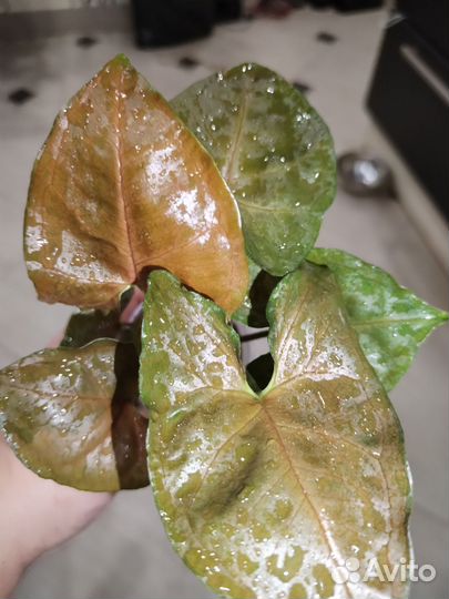 Сингониумы сортовые