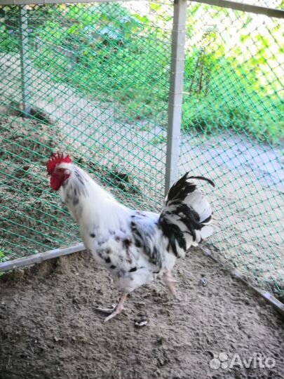 Продам Петю