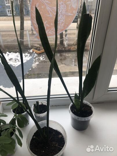 Сансевиерия