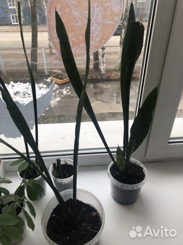 Сансевиерия