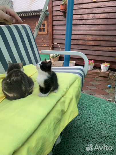 Котята мама красивая британка