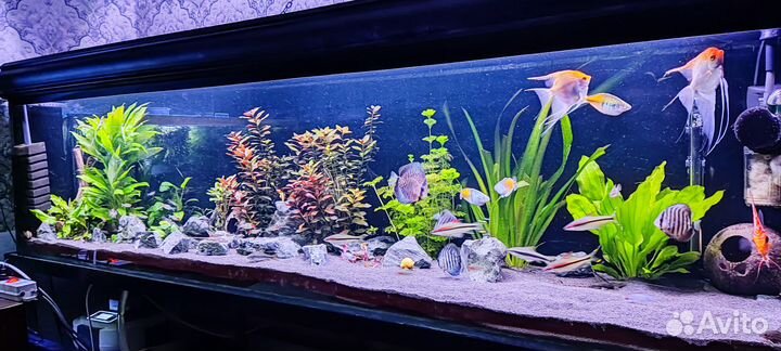 Аквариум 2 метра