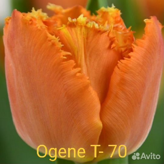 Луковицы тюльпанов после выгонки (альбом 4)