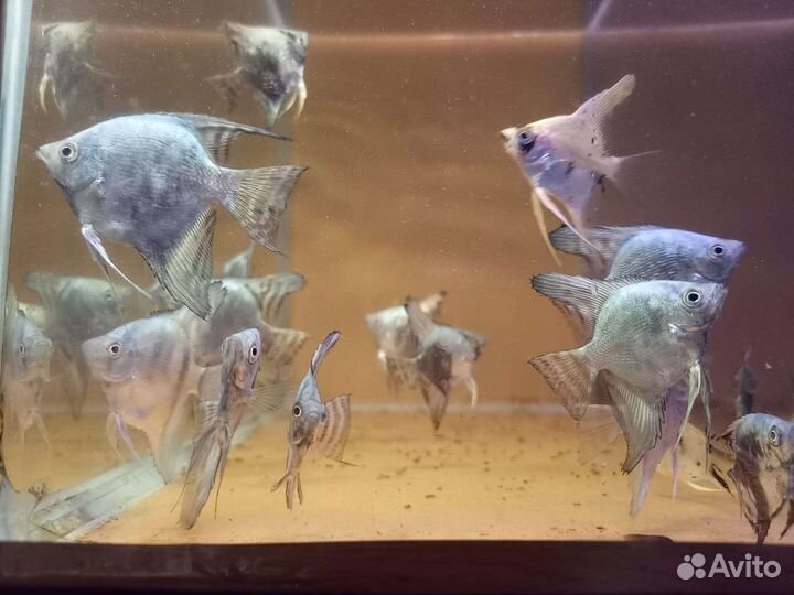 Рыбки, растения, улитки, креветки в магазине