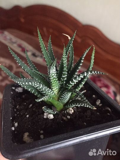 Суккуленты