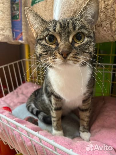 Спасите Герду