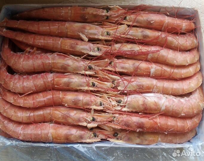 Лангустины L1 с головой