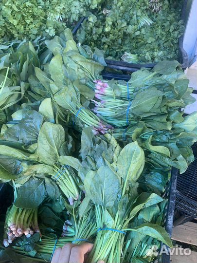 Шпинат свежий