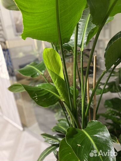 Стрелиция Николая