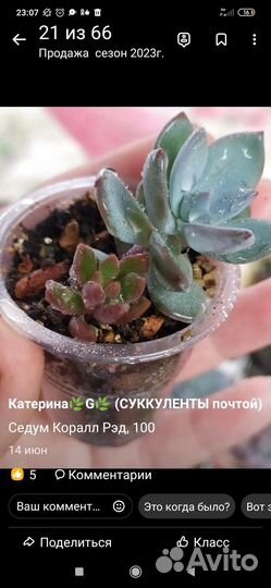 Каланхоэ, эхеверии, котиледоны, пахифитум