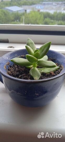 Суккуленты, седум