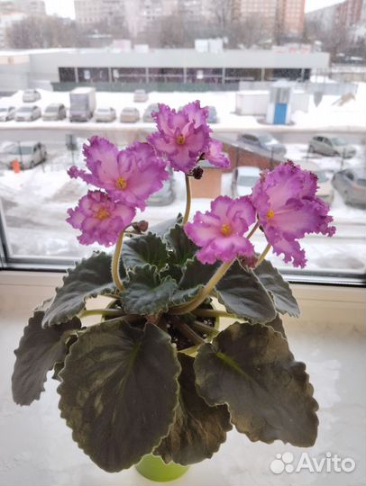 Фиалка рс Мюзикл