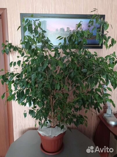 Фикус Бенджамина