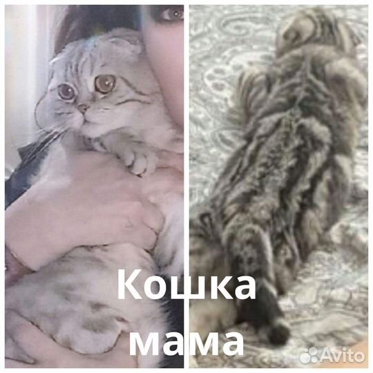 Шотландские котята