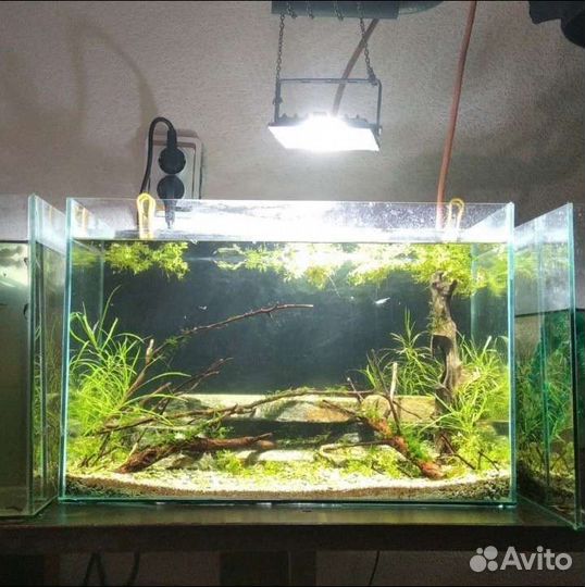 Аквариумные рыбки