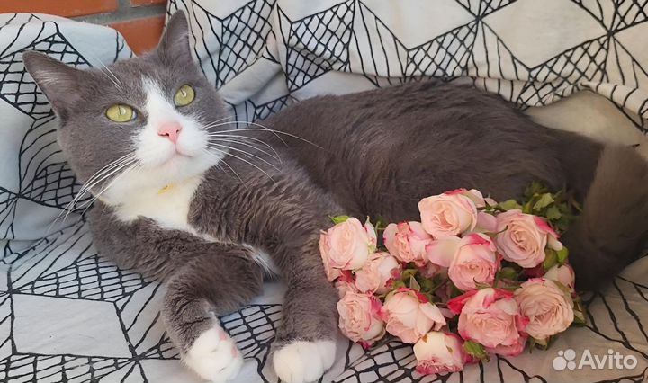 Кастрированный кот с паспортом