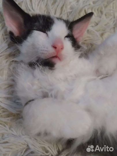 Отдам котиков в добрые руки