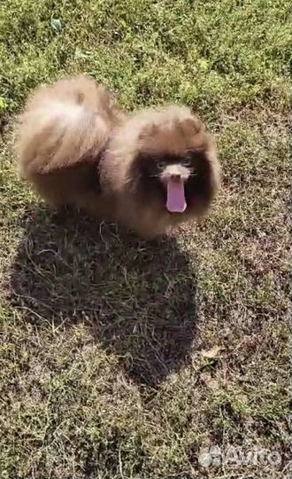 Шоколадный шпиц вязка