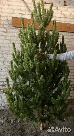 Ель сосна продажа
