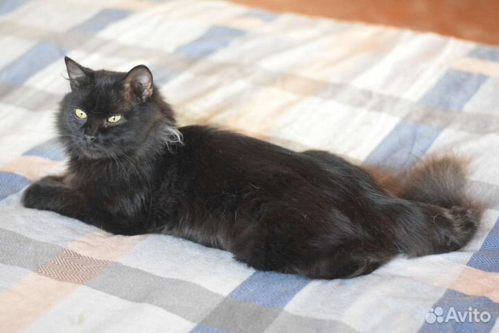 В добрые руки