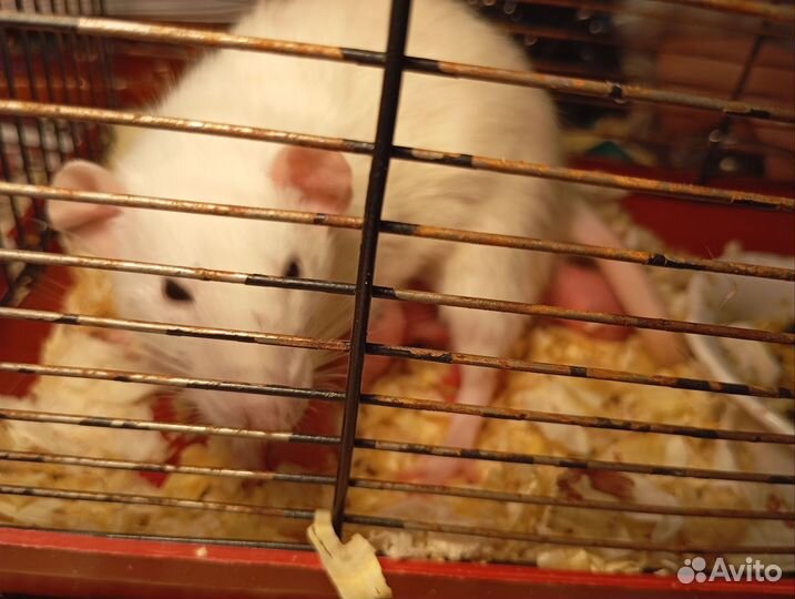 Продам крыс
