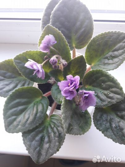 Продам Фиалки