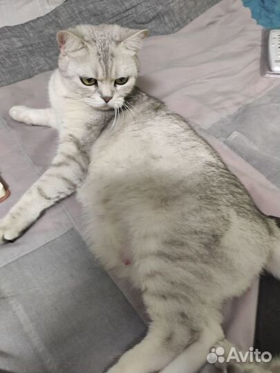 Остроухий шотландец, котенок