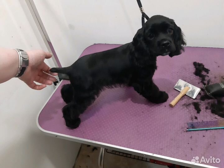 Стрижка животных