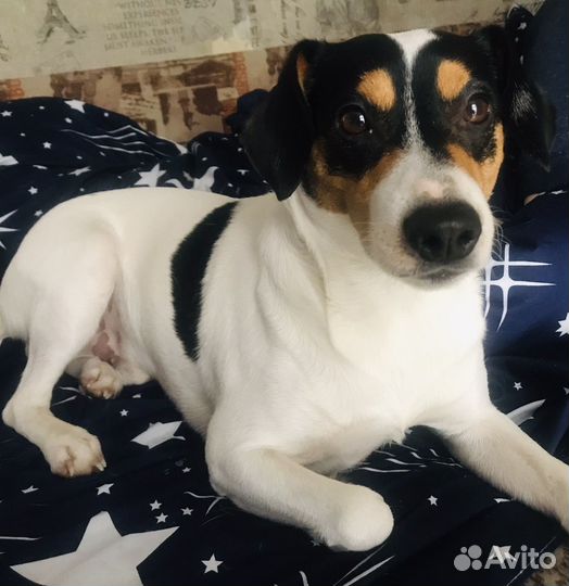 Джек Рассел терьер