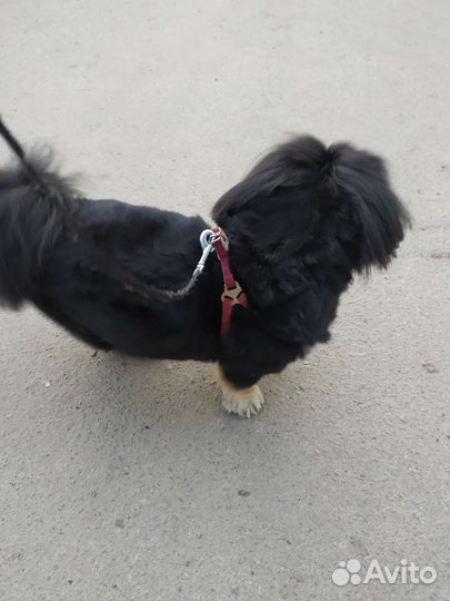 Вязка пекинес