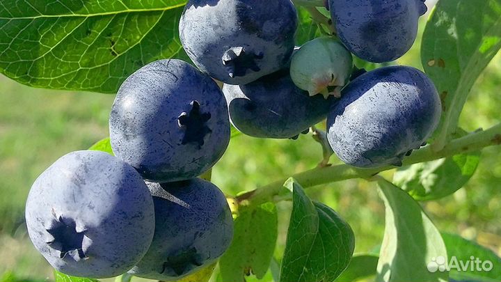 Саженцы Голубики Блюкроп дюк в горшке 3л доставка