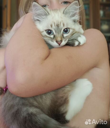 Котенок девочка