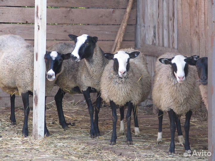 Овцы барашки, на племя и на мясо
