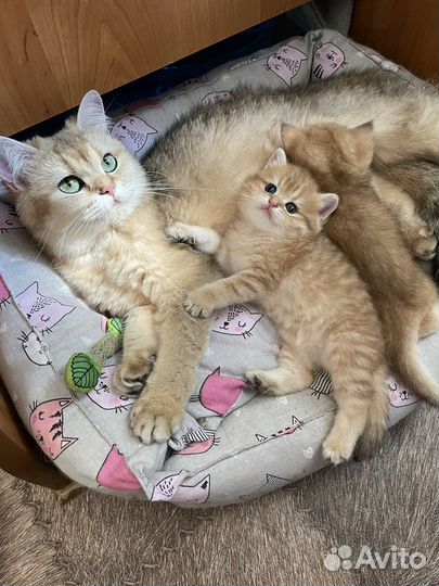 Британская золотая шиншилла котята