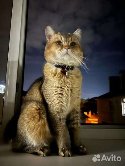 Британская шиншила