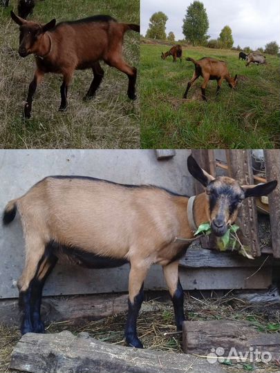 Чешские козы