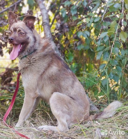Собака в добрые руки отдам бесплатно