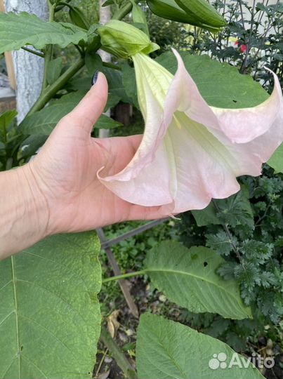 Бругмансия