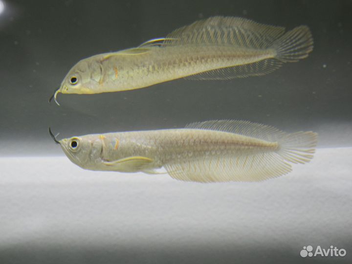 Аквариумные рыбки. Улитки.Раки.Креветки. Аксолотль